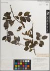 Foto von Salix myrsinifolia Salisb.